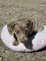 Jessie, a female Miniature Dachshund for sale in Kersey, CO – 3 of 8