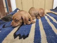 Twins : Moe & Joe, a male Dachshund and Pug for sale in Kersey, CO – 3 of 6