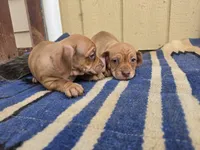 Twins : Moe & Joe, a male Dachshund and Pug for sale in Kersey, CO – 4 of 6