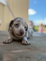 Trey, a male Miniature Dachshund for sale in Kersey, CO – 1 of 3