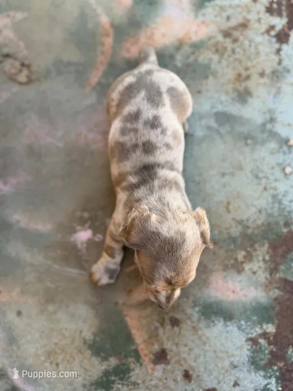 Jessie – Miniature Dachshund puppy for sale in Kersey, CO