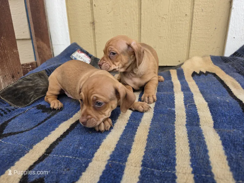 Twins : Moe & Joe – Dachshund, Pug puppy for sale in Kersey, CO
