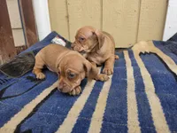 Twins : Moe & Joe, a male Dachshund and Pug for sale in Kersey, CO – 1 of 6