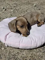 Copper, a female Miniature Dachshund for sale in Kersey, CO – 2 of 7