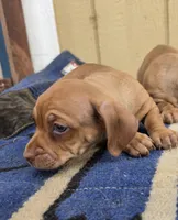 Mac, a male Dachshund and Pug for sale in Kersey, CO – 2 of 2