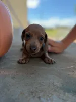 Copper, a male Miniature Dachshund for sale in Kersey, CO – 1 of 3