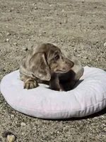 Jessie, a female Miniature Dachshund for sale in Kersey, CO – 4 of 8