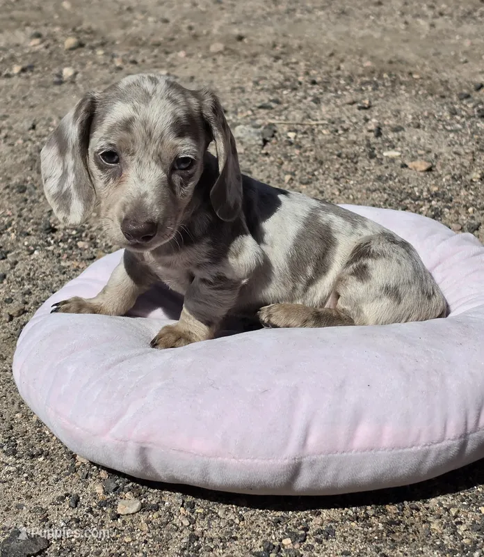 Trey – Miniature Dachshund puppy for sale in Kersey, CO
