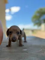 Copper, a male Miniature Dachshund for sale in Kersey, CO – 3 of 3