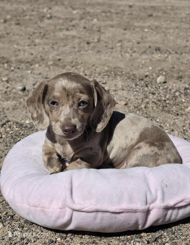 Jessie – Miniature Dachshund puppy for sale in Kersey, CO