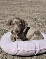 Jessie, a female Miniature Dachshund for sale in Kersey, CO – 1 of 8
