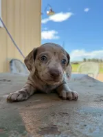 Jessie, a female Miniature Dachshund for sale in Kersey, CO – 4 of 4