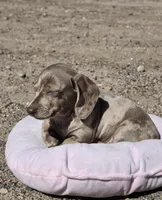 Jessie, a female Miniature Dachshund for sale in Kersey, CO – 2 of 8