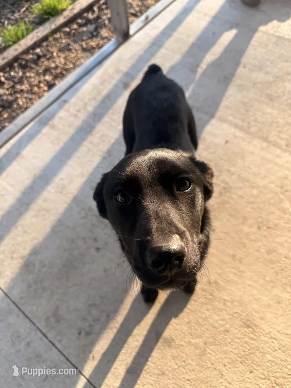 Roxy – Border Collie, Labrador Retriever puppy for sale in Dinwiddie, VA