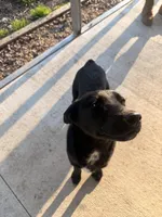 Roxy, a female Border Collie and Labrador Retriever for sale in Dinwiddie, VA – Photo 2 of 3