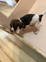 #2, a female German Shorthaired Pointer for sale in Missouri Valley, IA – 3 of 10