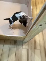 #3, a male German Shorthaired Pointer for sale in Missouri Valley, IA – 9 of 10