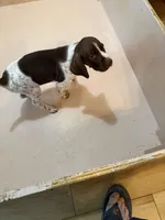 #2, a female German Shorthaired Pointer for sale in Missouri Valley, IA – 2 of 10