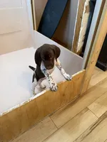 #3, a male German Shorthaired Pointer for sale in Missouri Valley, IA – 8 of 10