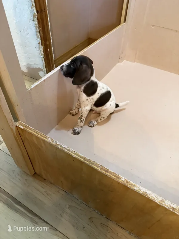 #5 – German Shorthaired Pointer puppy for sale in Missouri Valley, IA