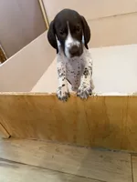 #6, a male German Shorthaired Pointer for sale in Missouri Valley, IA – 7 of 10
