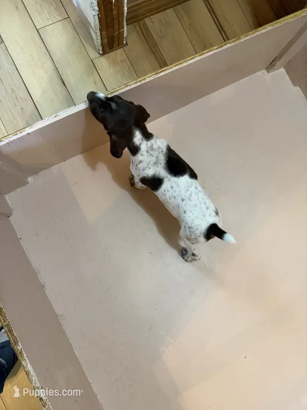 #4 – German Shorthaired Pointer puppy for sale in Missouri Valley, IA