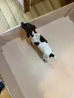 #4, a male German Shorthaired Pointer for sale in Missouri Valley, IA – 1 of 9