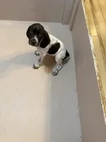 #5, a male German Shorthaired Pointer for sale in Missouri Valley, IA – 9 of 10