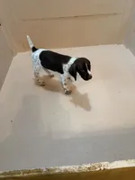 #2, a female German Shorthaired Pointer for sale in Missouri Valley, IA – 5 of 10