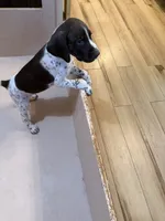#2, a female German Shorthaired Pointer for sale in Missouri Valley, IA – 9 of 10