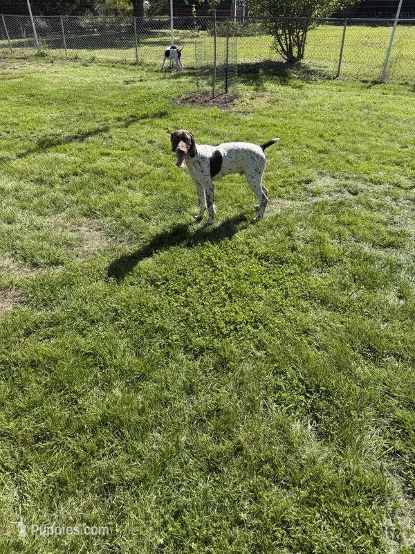 #4 – German Shorthaired Pointer puppy for sale in Missouri Valley, IA