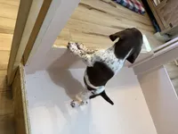 #3, a male German Shorthaired Pointer for sale in Missouri Valley, IA – 5 of 10