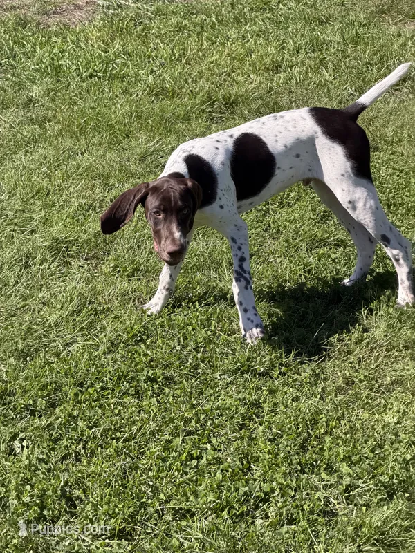 #5 – German Shorthaired Pointer puppy for sale in Missouri Valley, IA