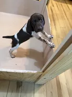 #3, a male German Shorthaired Pointer for sale in Missouri Valley, IA – 4 of 10