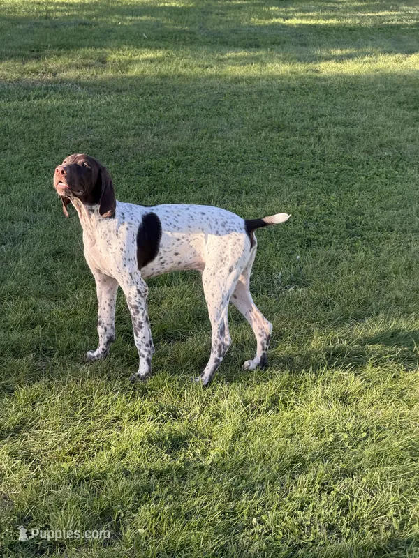 #4 – German Shorthaired Pointer puppy for sale in Missouri Valley, IA