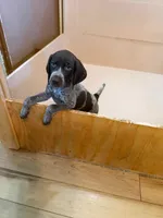 #1, a female German Shorthaired Pointer for sale in Missouri Valley, IA – 5 of 10