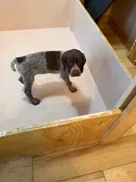 #1, a female German Shorthaired Pointer for sale in Missouri Valley, IA – 6 of 10