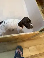 #5, a male German Shorthaired Pointer for sale in Missouri Valley, IA – 4 of 10