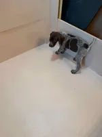 #1, a female German Shorthaired Pointer for sale in Missouri Valley, IA – 7 of 10