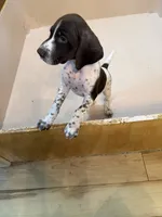 #2, a female German Shorthaired Pointer for sale in Missouri Valley, IA – 6 of 10