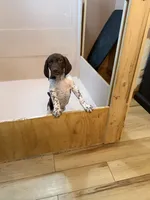 #3, a male German Shorthaired Pointer for sale in Missouri Valley, IA – 10 of 10