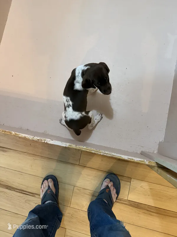 #3 – German Shorthaired Pointer puppy for sale in Missouri Valley, IA