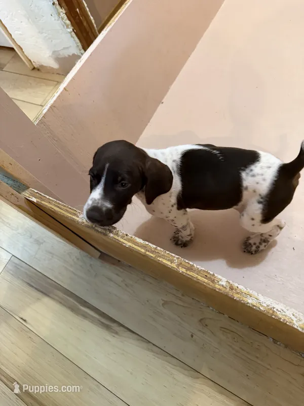 #6 – German Shorthaired Pointer puppy for sale in Missouri Valley, IA