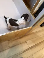 #6, a male German Shorthaired Pointer for sale in Missouri Valley, IA – 5 of 10