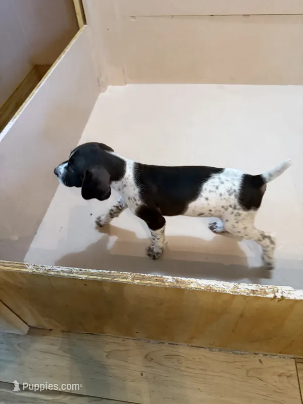 #2 – German Shorthaired Pointer puppy for sale in Missouri Valley, IA