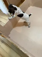#4, a male German Shorthaired Pointer for sale in Missouri Valley, IA – 3 of 9