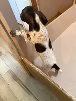 #4, a male German Shorthaired Pointer for sale in Missouri Valley, IA – 5 of 9