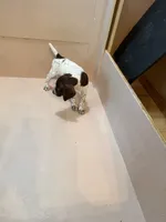 #5, a male German Shorthaired Pointer for sale in Missouri Valley, IA – 10 of 10