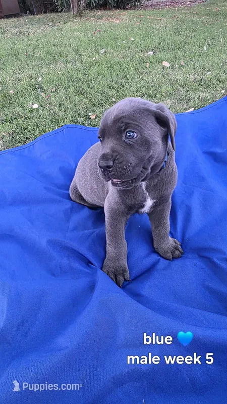 Mr. Blue  – Cane Corso puppy for sale in Bakersfield, CA