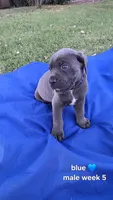 Mr. Blue , a male Cane Corso for sale in Bakersfield, CA – 1 of 1
